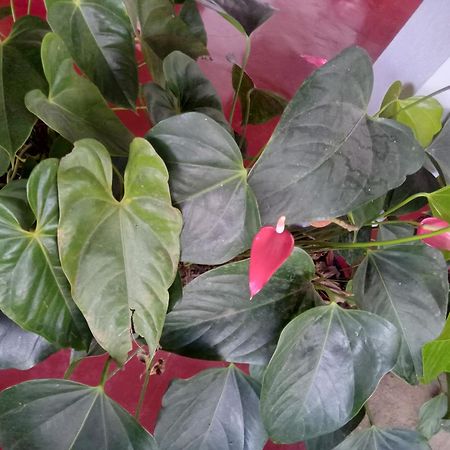 Aroma Heaven Homestay Ella Zewnętrze zdjęcie