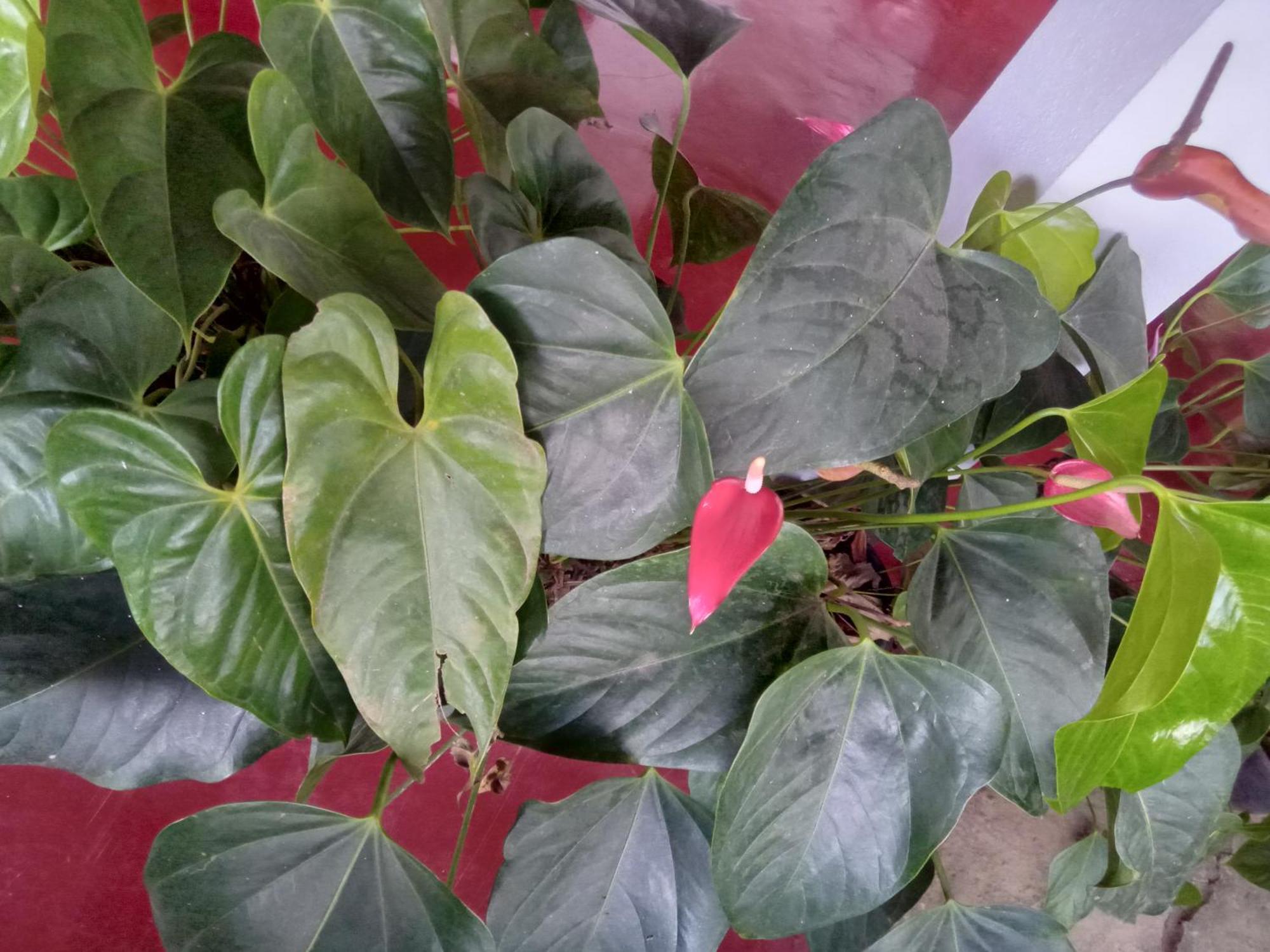 Aroma Heaven Homestay Ella Zewnętrze zdjęcie