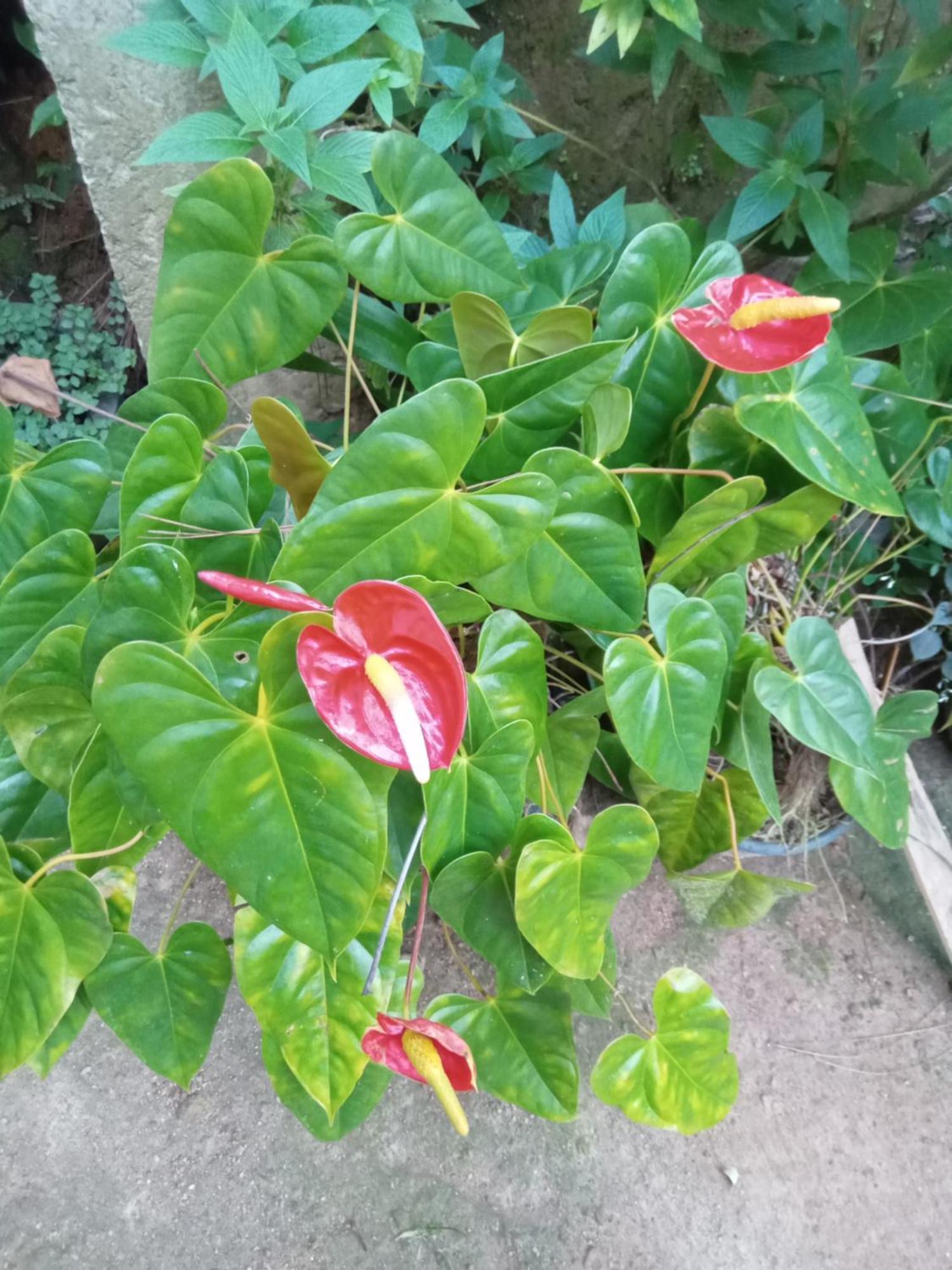 Aroma Heaven Homestay Ella Zewnętrze zdjęcie